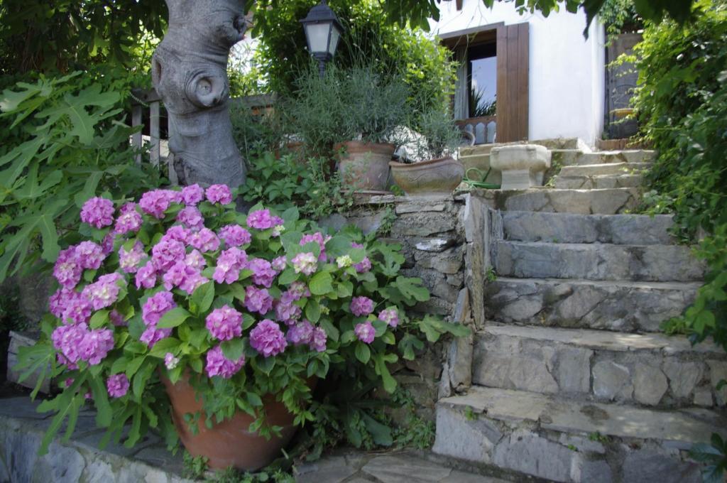Terrace Houses Sirince Selçuk Cameră foto